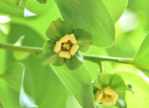 읍화