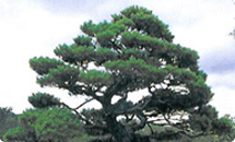 읍목