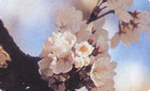 읍화